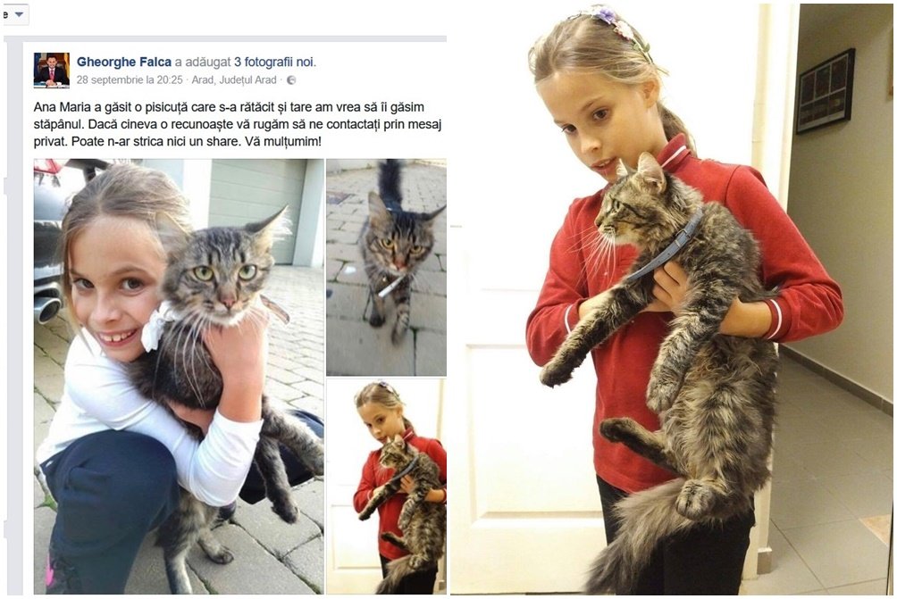 FOTO | Fiica primarului a găsit o pisicuță și îi caută stăpânul