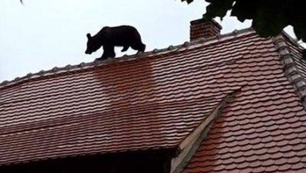 STS: 28 de apeluri la 112 au anunţat prezenţa ursului în centrul oraşului Sibiu